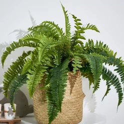 CASA Boston Planta Helecho Verde| Plantas Artificiales