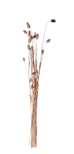 CASA Phalaris Hierba Ornamental Cobrizo| Plantas Artificiales