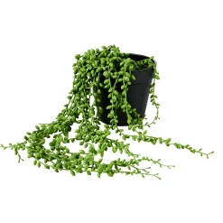 CASA Senecio Planta De Guisantes Verde| Plantas Artificiales