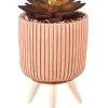 CASA Stripe Planta Crasa Art En Tarro Multicolor| Plantas Artificiales